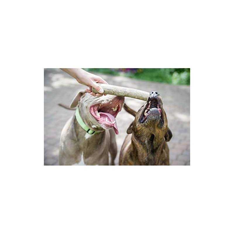 Elk Antler Dog Chew J977949