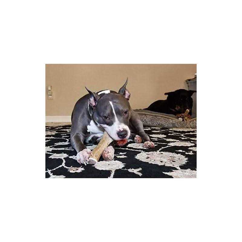 Elk Antler Dog Chew J977949