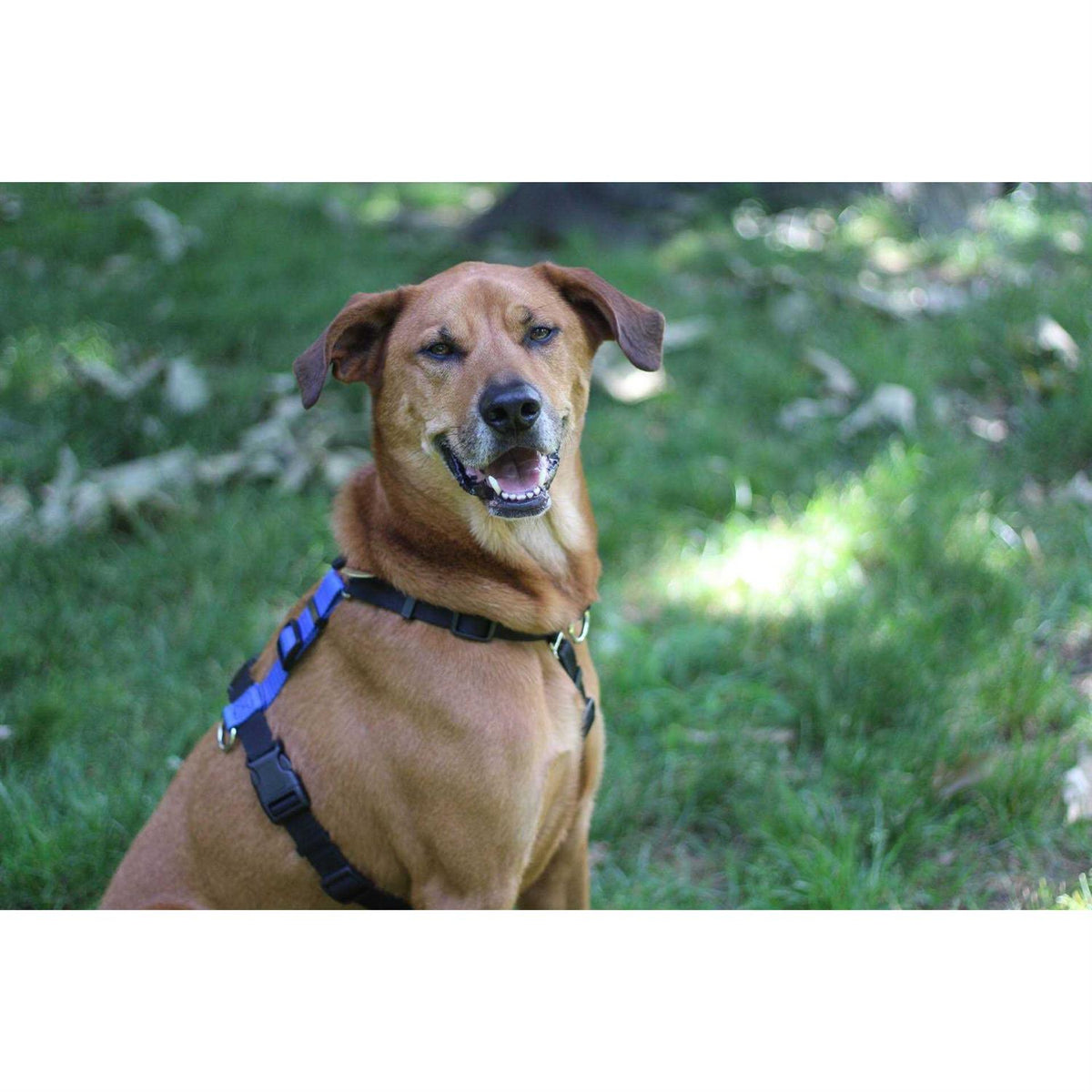 Buckle-Neck No-Pull Dog Harness R589