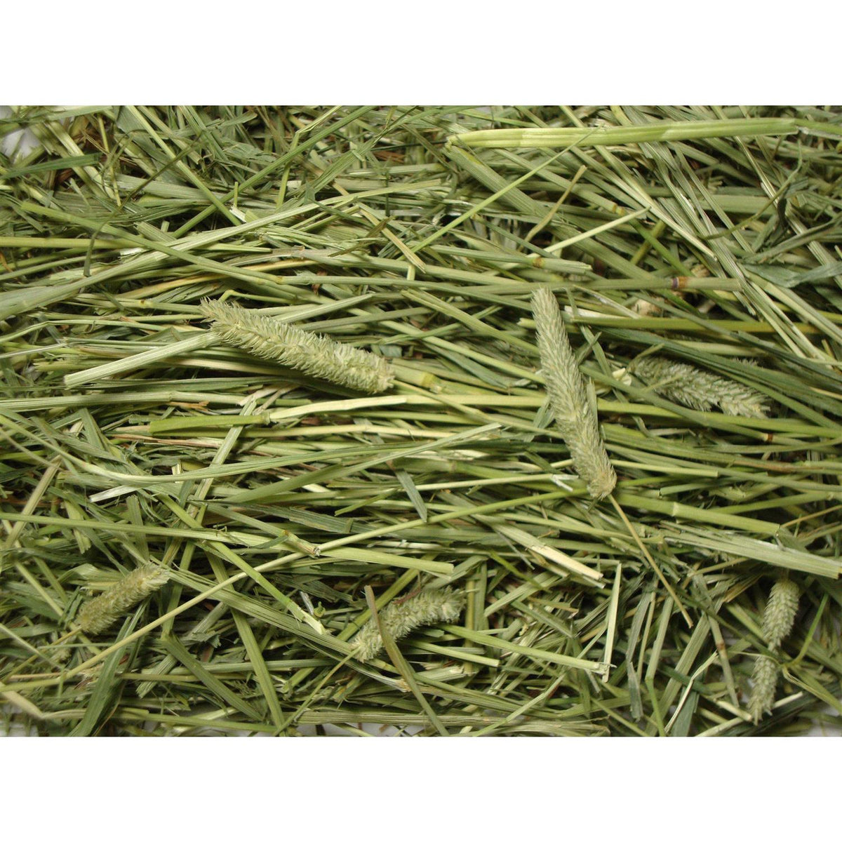 Natural Timothy Hay B890608