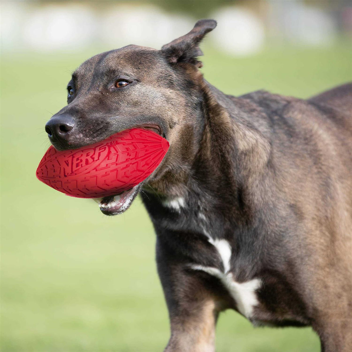 Dog Toy V640923