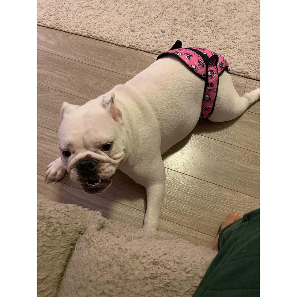 Washable Female Dog Diaper Q717