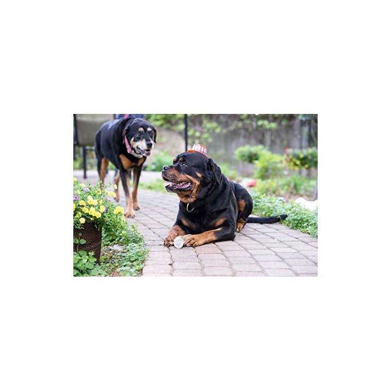 Elk Antler Dog Chew J977949