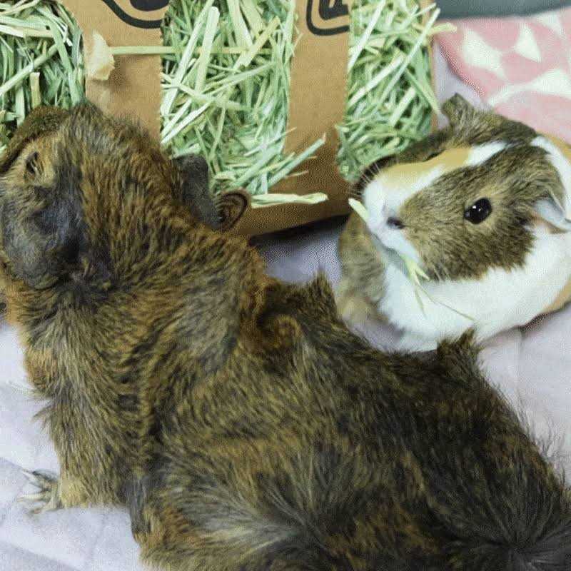 Timothy Hay for Guinea Pigs Rabbits I175