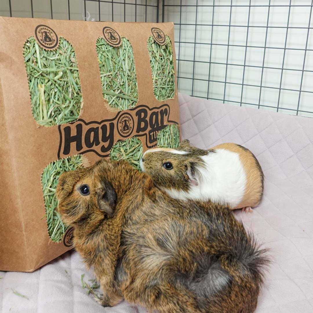 Timothy Hay for Guinea Pigs Rabbits I175