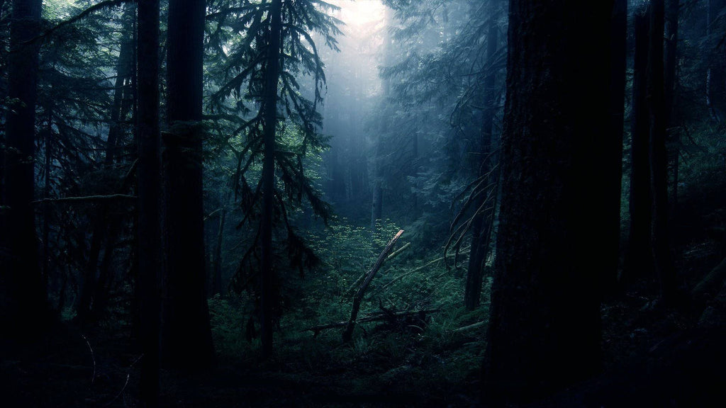 Dark Woods Candle K652