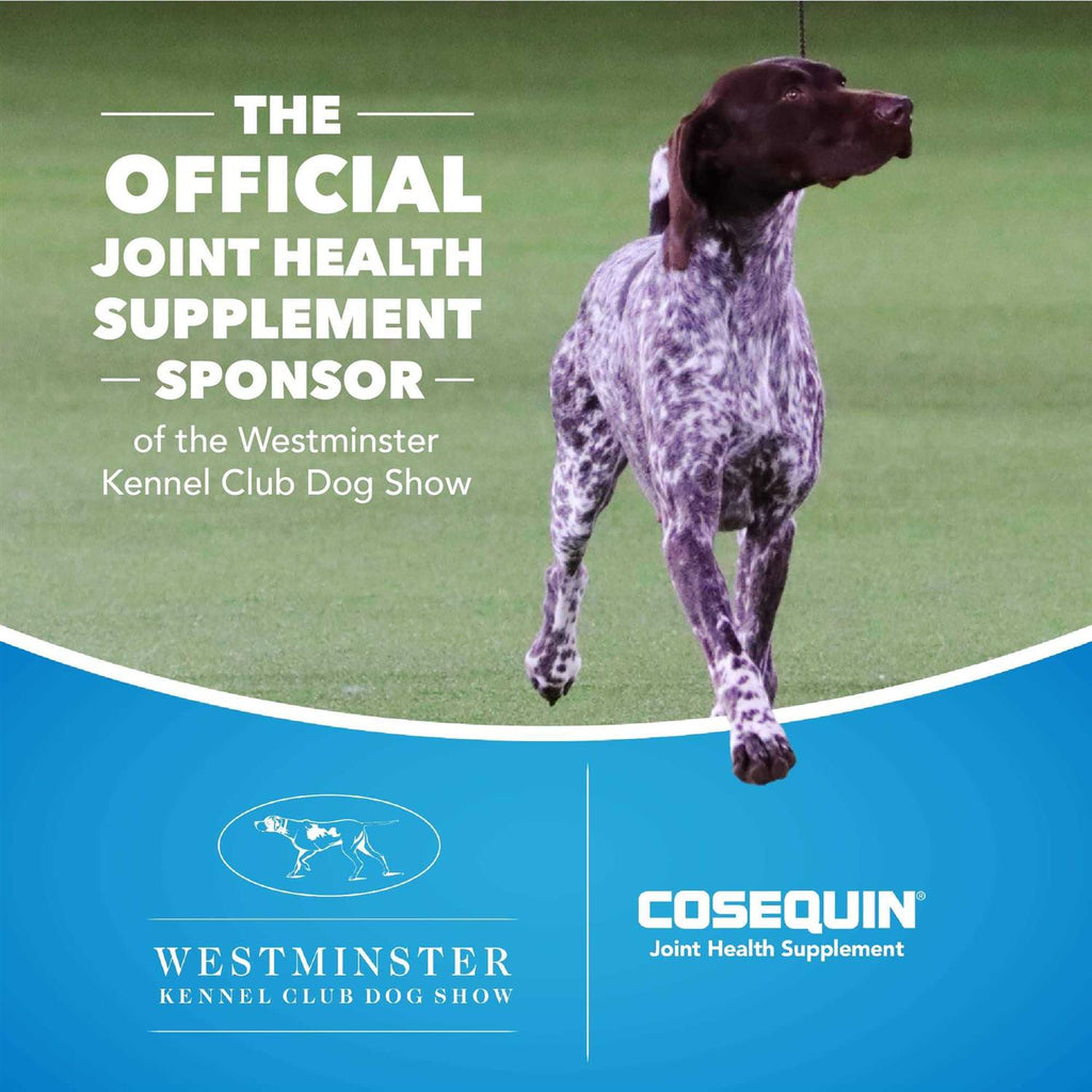Maximum Strength Soft Chews with MSM Plus Omega-3s for Dogs M50623