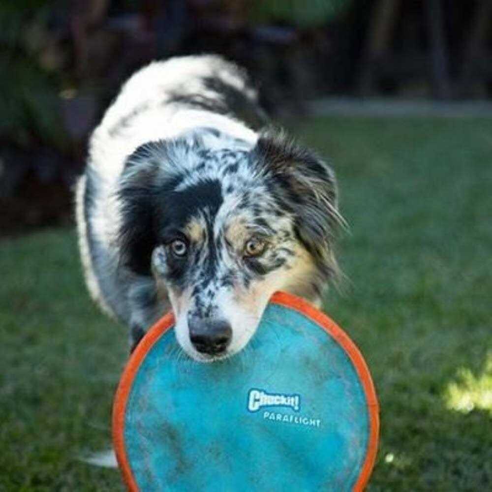 Dog Toy M351068