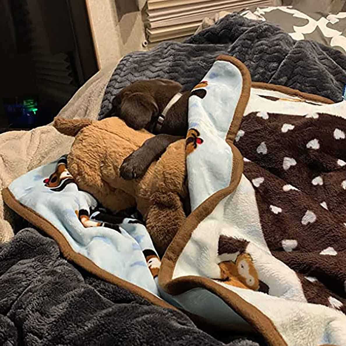 Snuggle Puppy Starter Kit Y8857