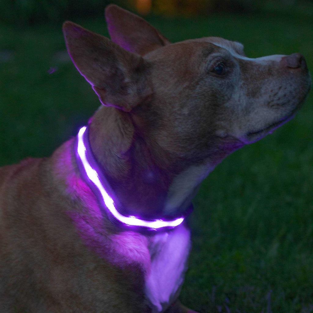 LED Light Up Dog Collar U12587
