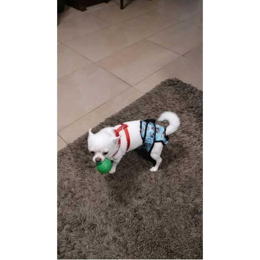 Washable Female Dog Diaper Q717