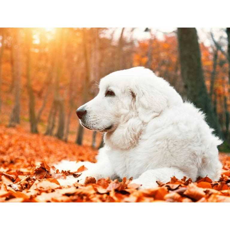 Krill Oil Soft Chews for Dogs W100