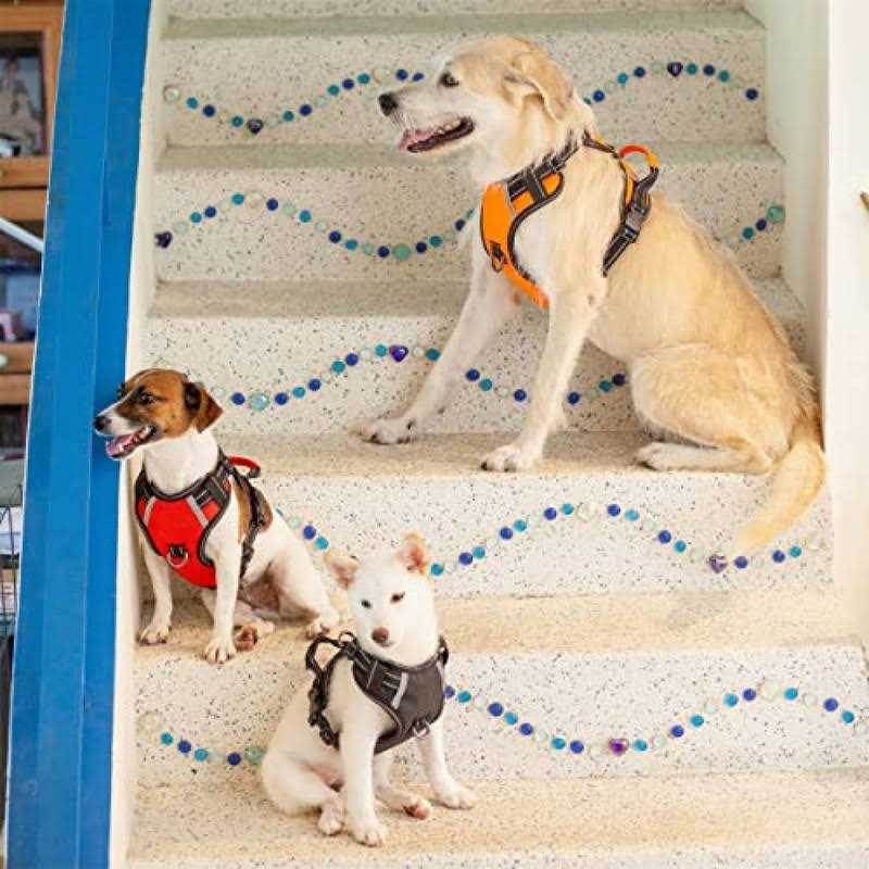 Adjustable Reflective Oxford Dog Harness with 5ft Dog Leash F146424