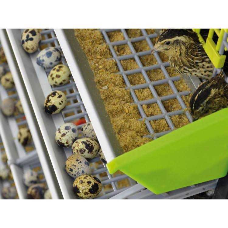 Quail Cage 1 Section O377820