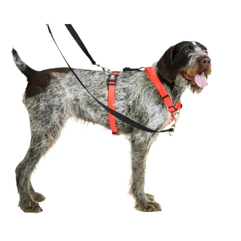 Buckle-Neck No-Pull Dog Harness R589