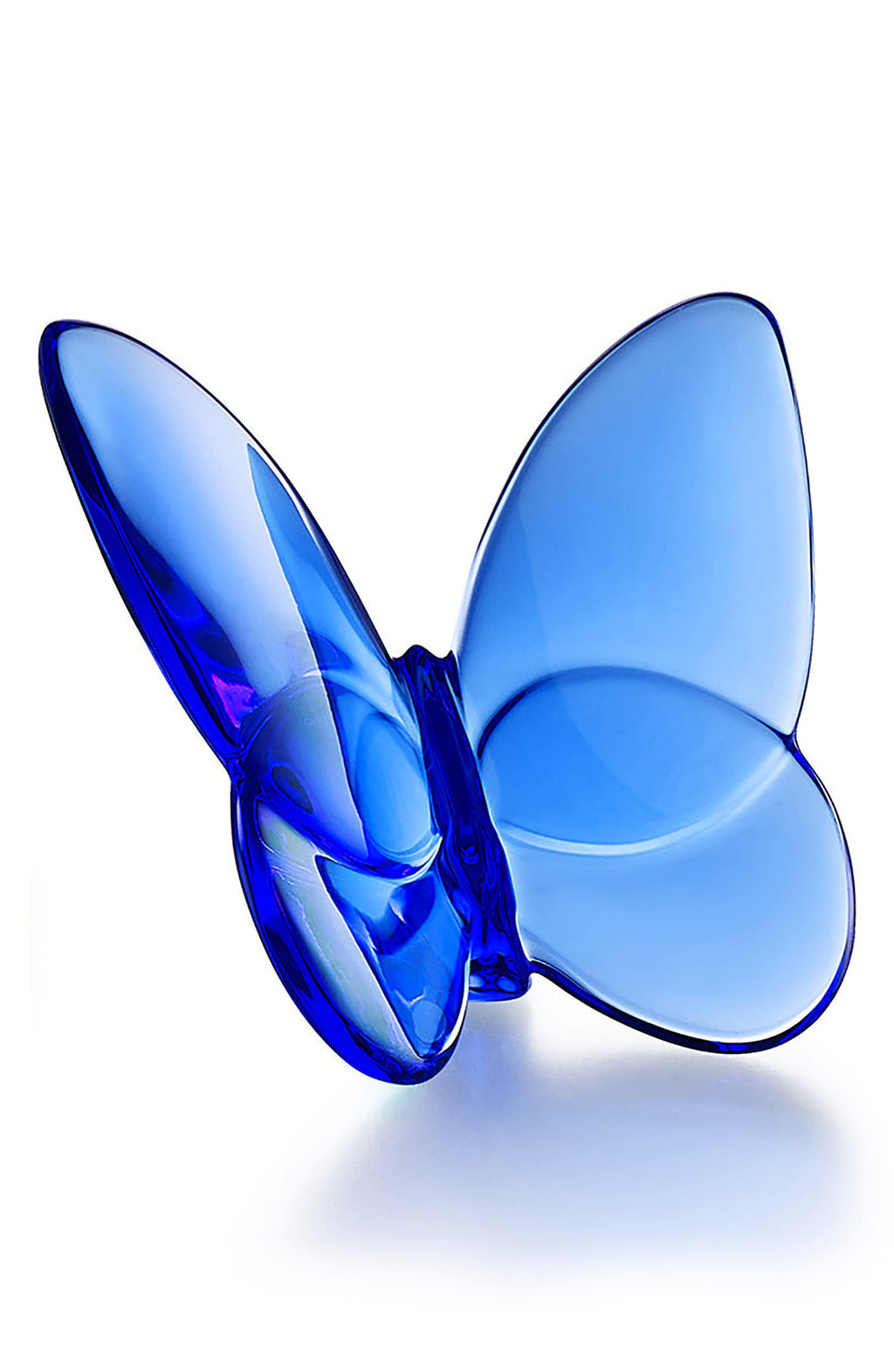 Blue Butterfly V431131