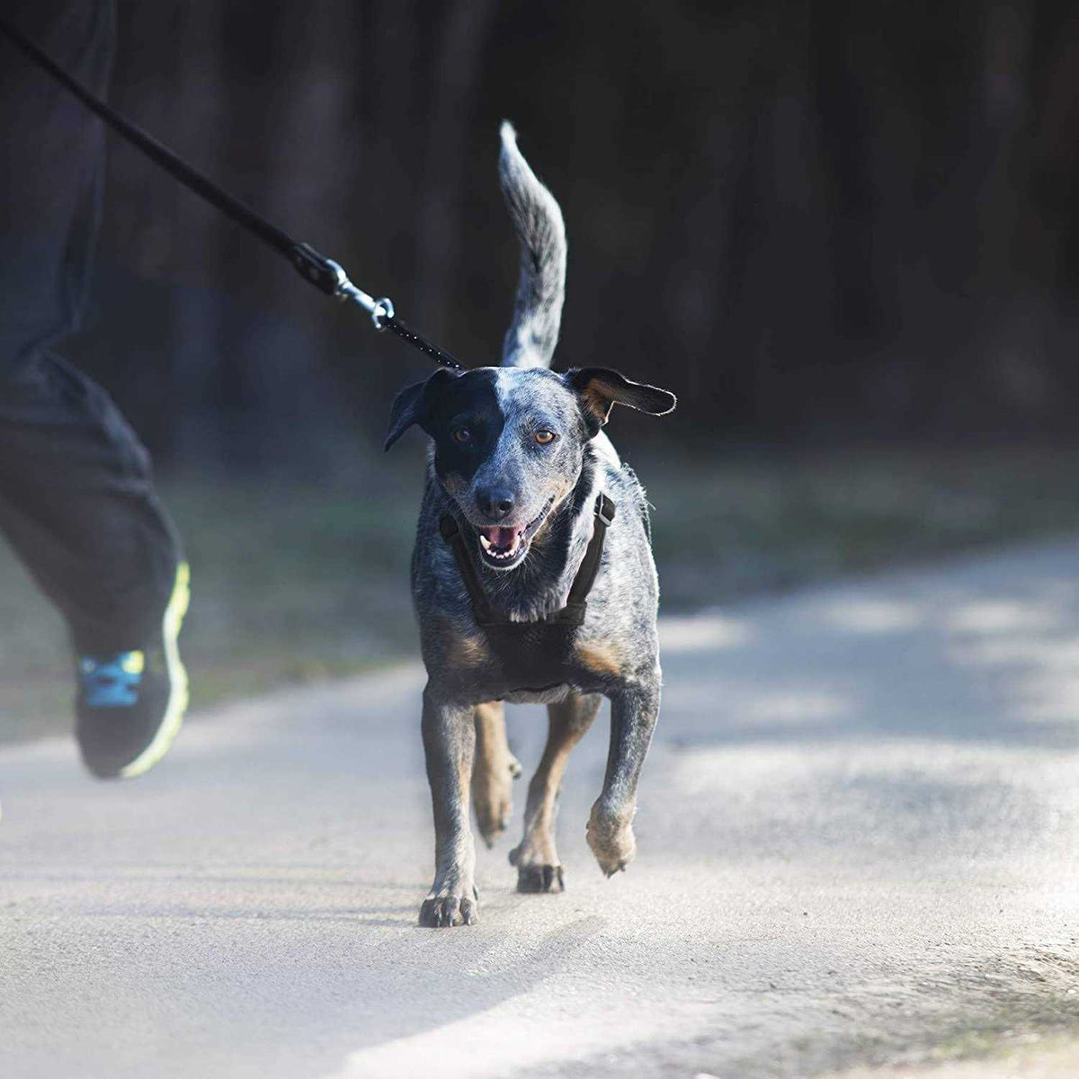 Mesh Non Pull Dog Harness G779050