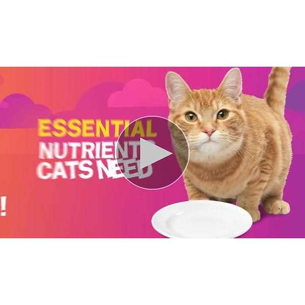 Pate Poultry Platter Canned Cat Food M635