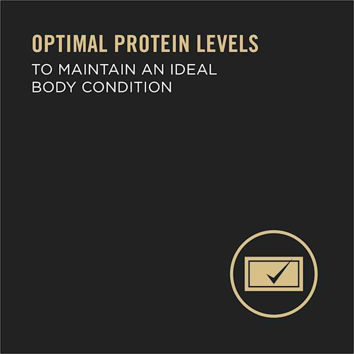 High Protein Wet Dog Food P2018