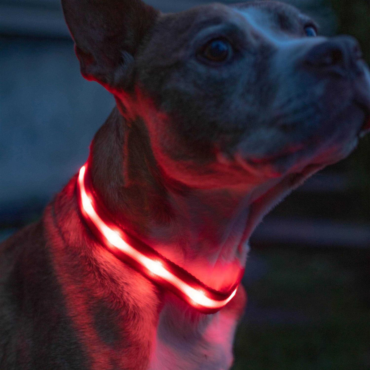 LED Light Up Dog Collar U12587