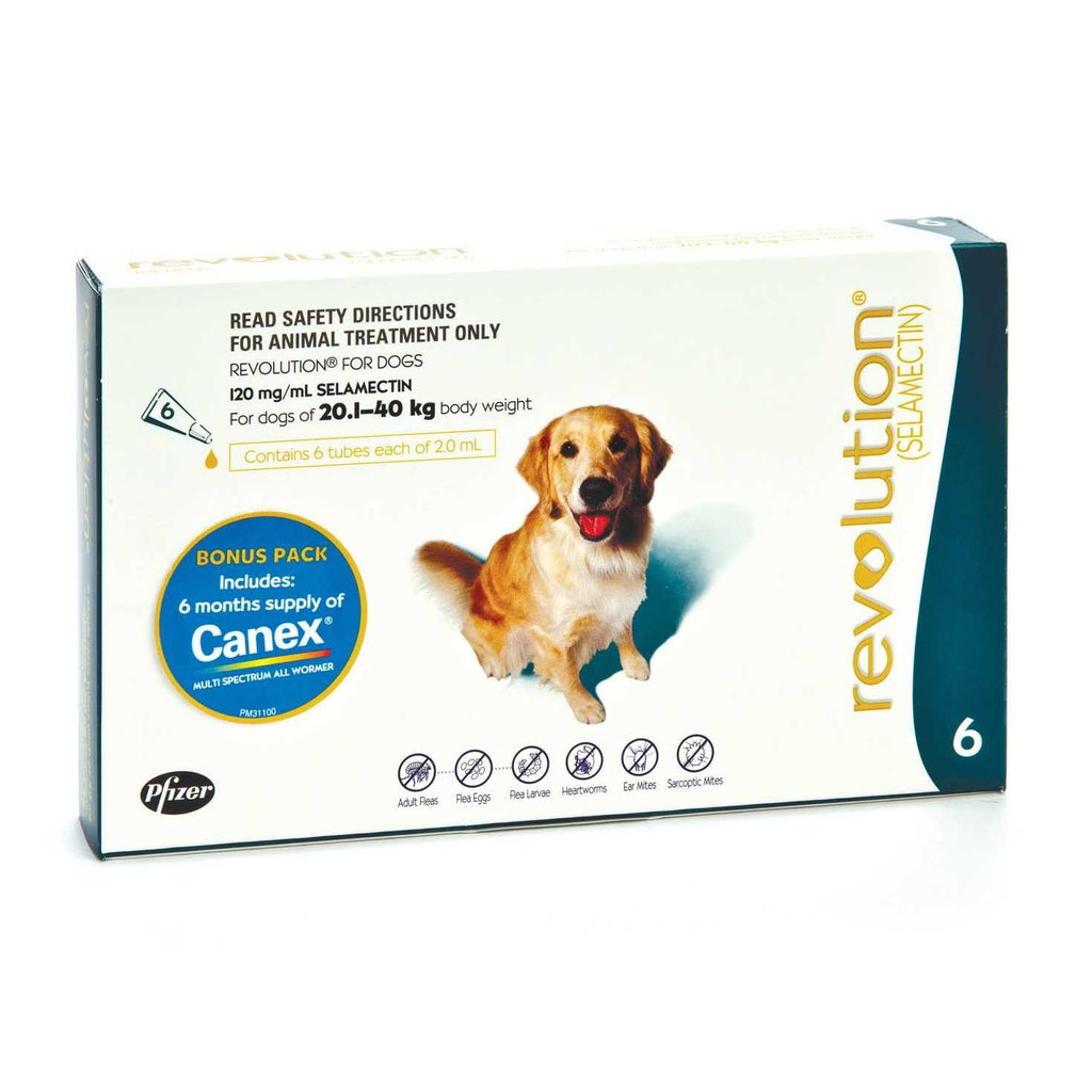 Teal 6 Pack R64439