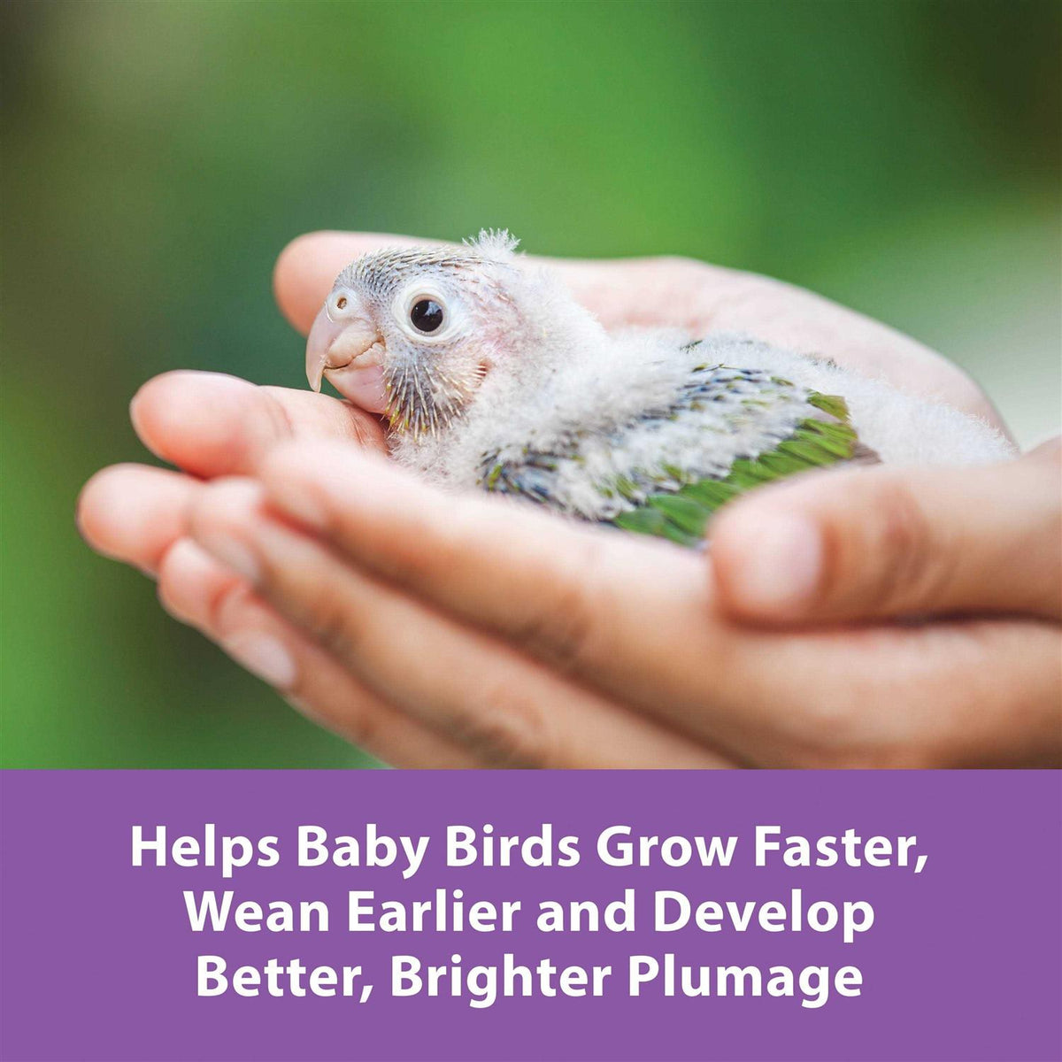 Hand Feeding Formula for Baby Birds Q4249