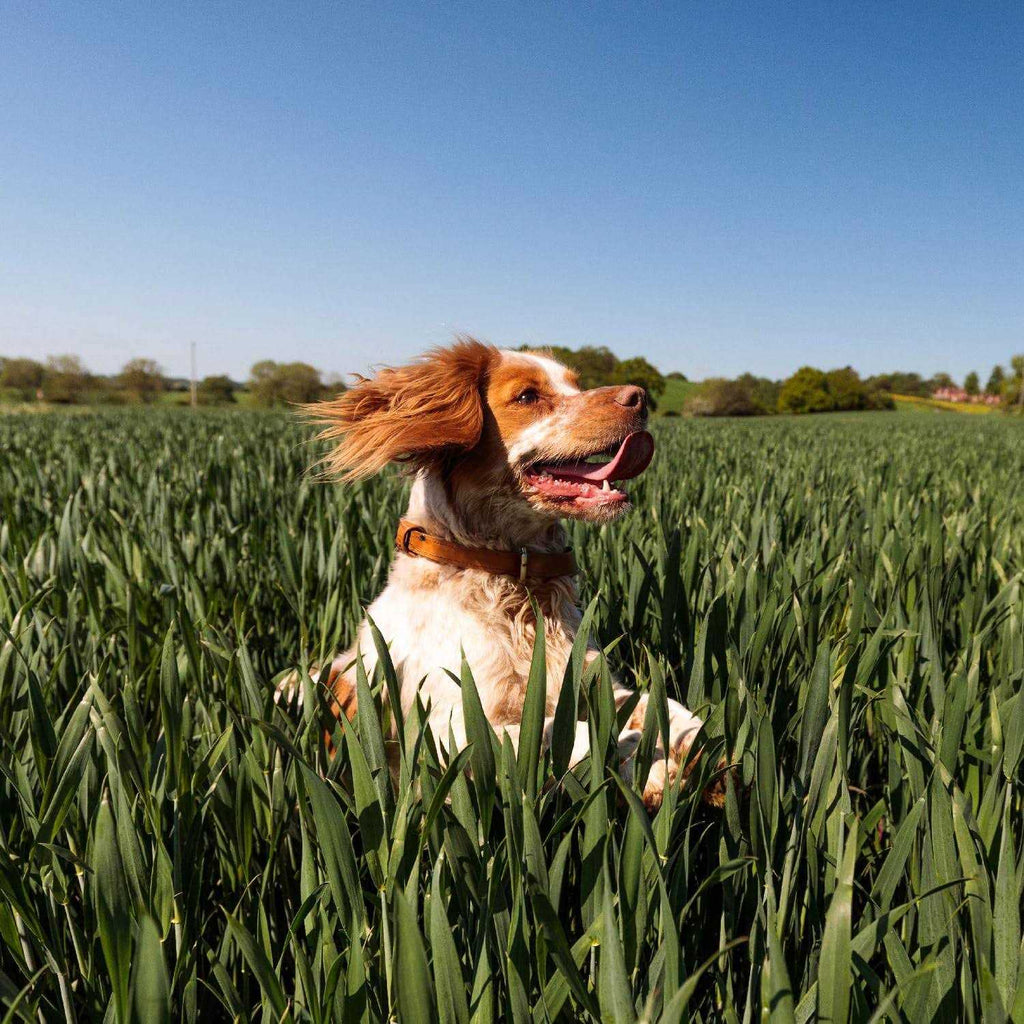 Dry Dog Food Adult Recipe G97266
