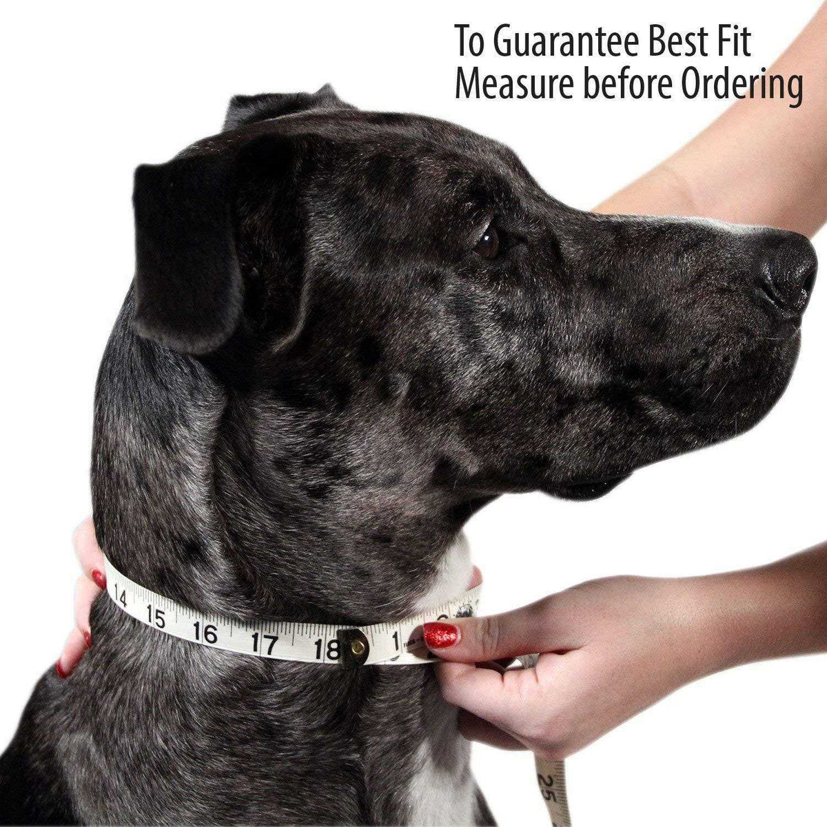 Padded Full Grain Leather Dog Collar L325
