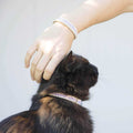 Cat Collar Breakaway S8543