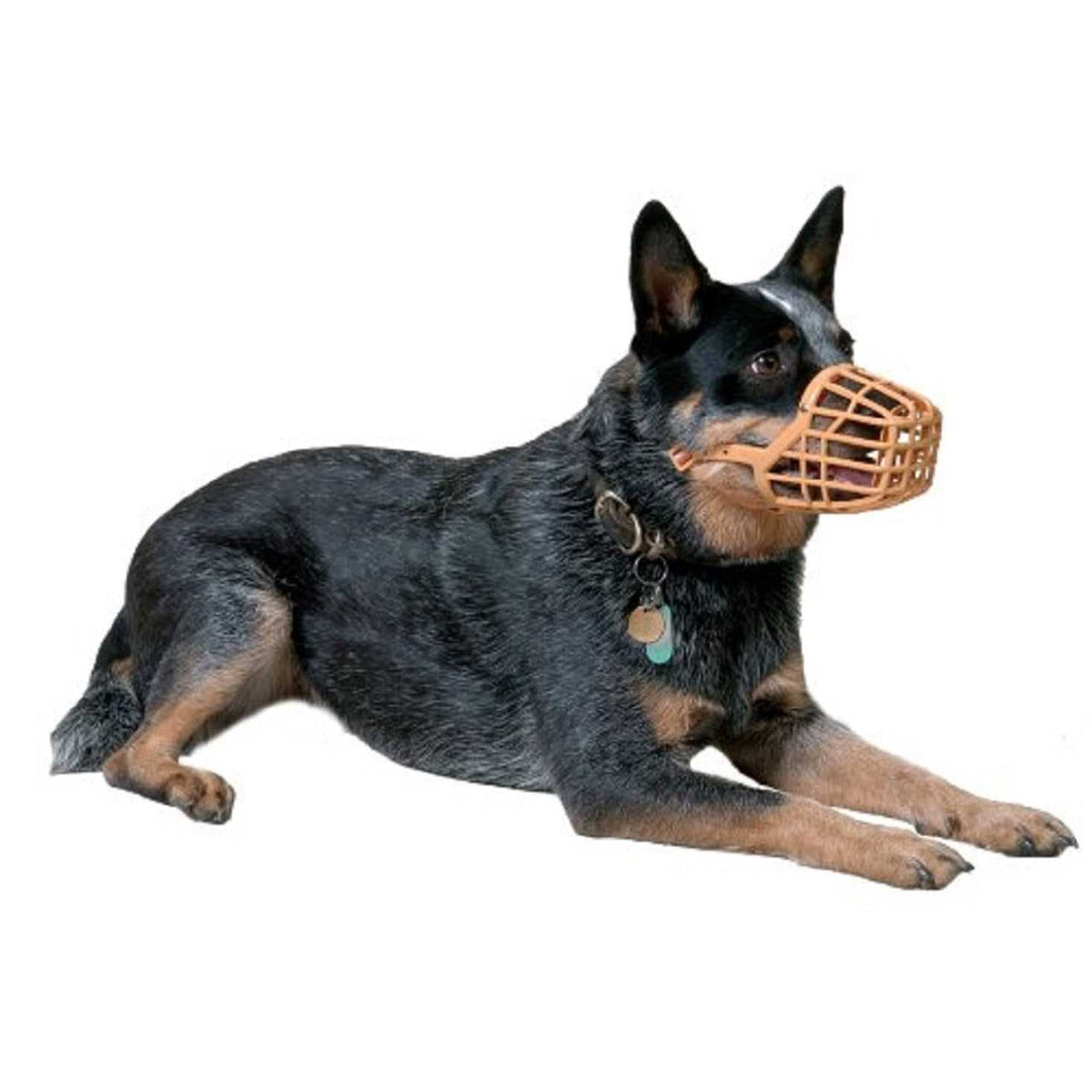 Muzzle K2843