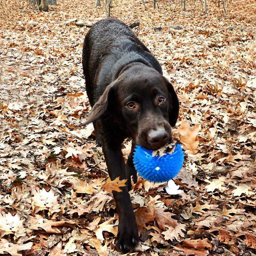 Large Squeak & Light Ball Dog Toy B689